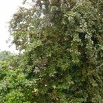 Kirschpflaumenbaum