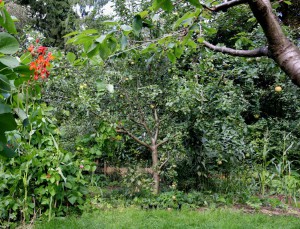 Unser 3-Sorten-Apfelbaum
