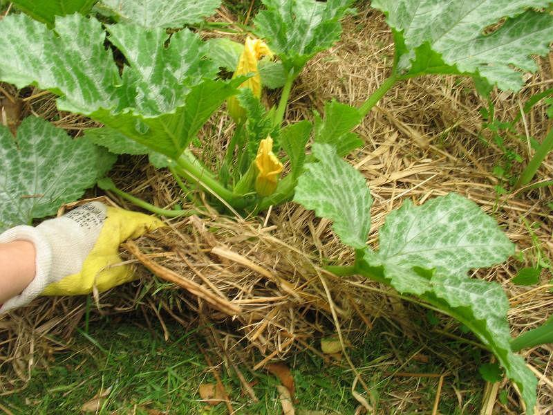 Sandwichmulch Zucchini Gärtnern im Biotop